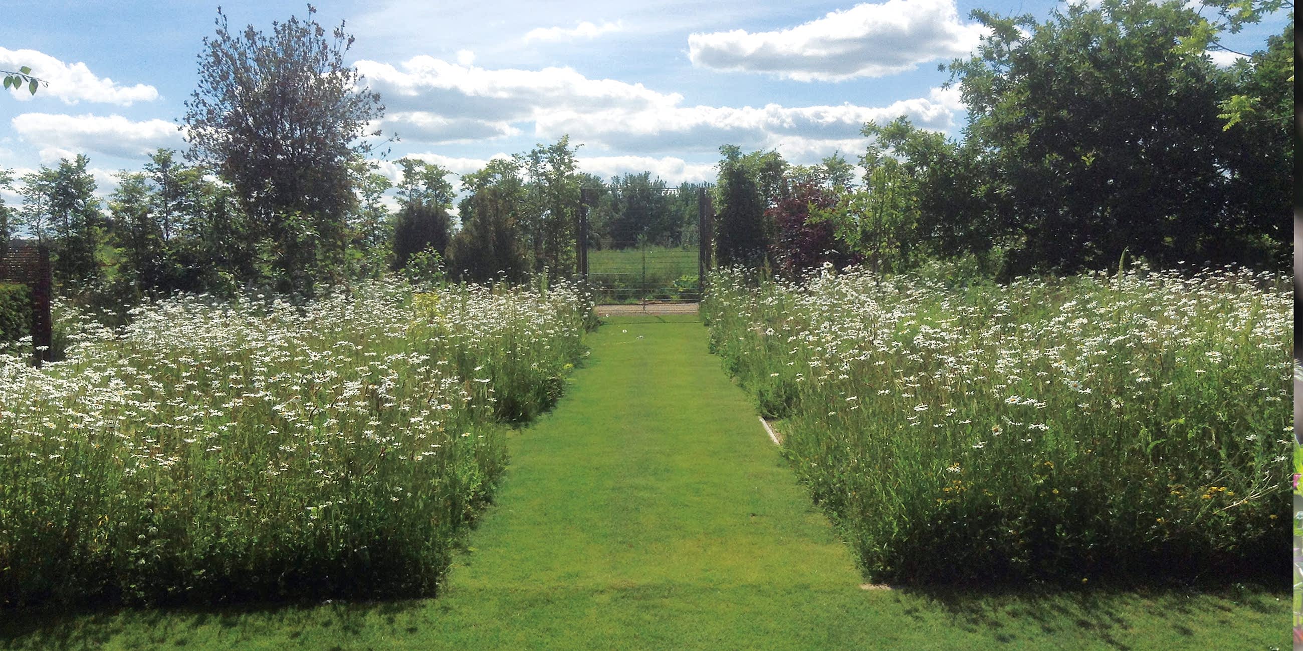 Wild Meadows Vibrant & Flowering In June Oxfordshire Doug Holloway Landscape Design